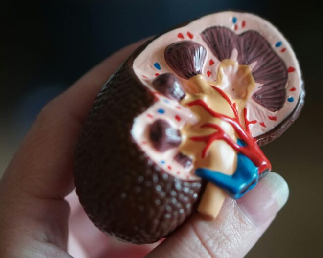 Nephrology